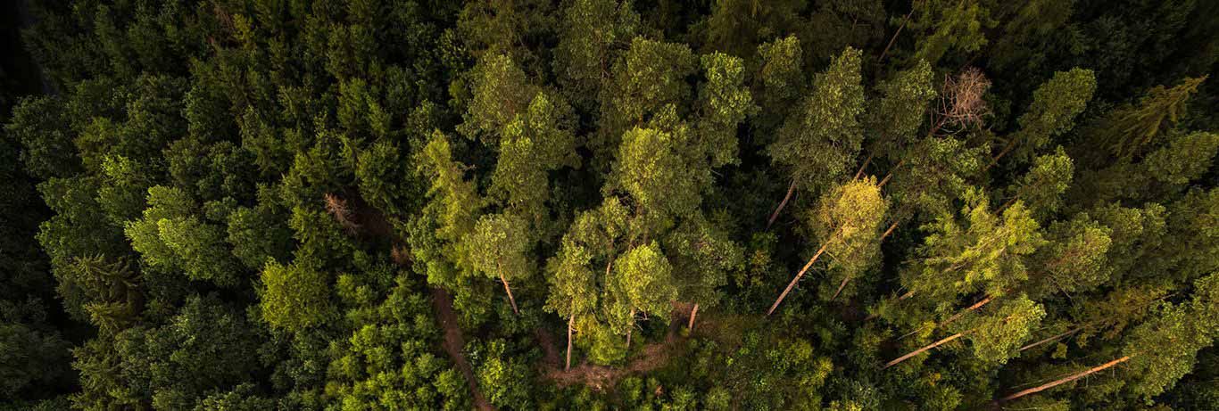 tree tops